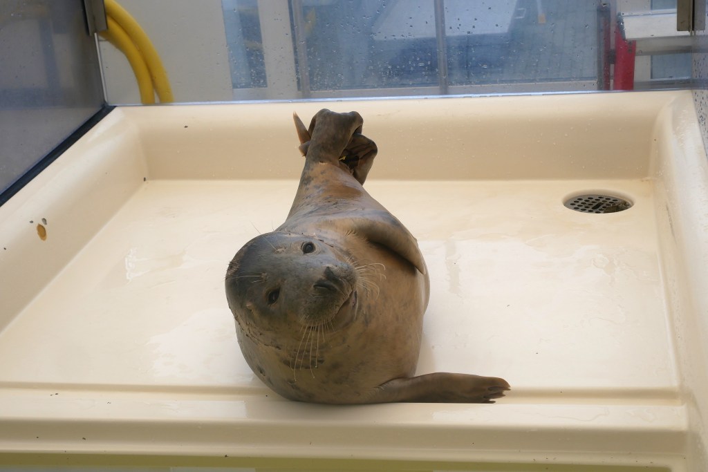 Phoque centre soin A seal Belgique