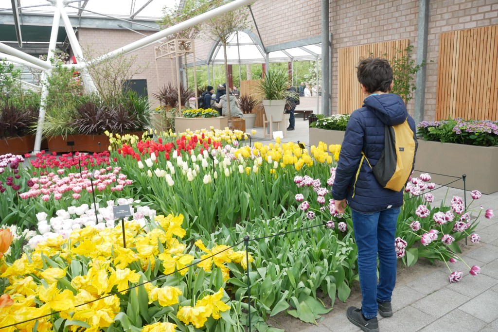 Tulipes dans une serre de Keukenhof