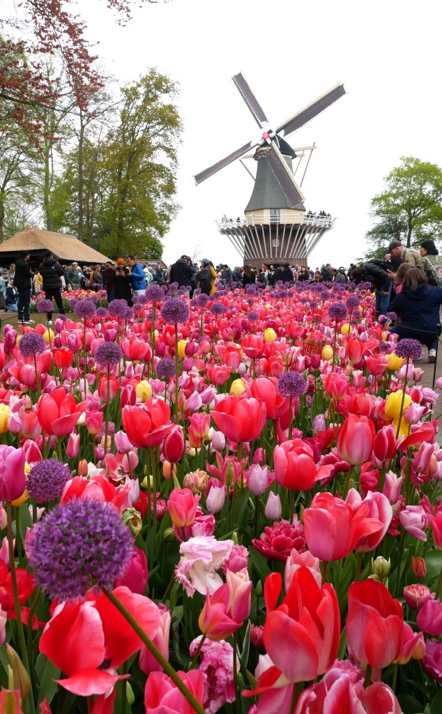 Moulin et tulipes dans le jardin de Keukenhof