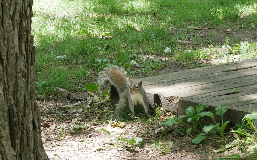 écureuil au Plateau du Mont-Royal Montréal