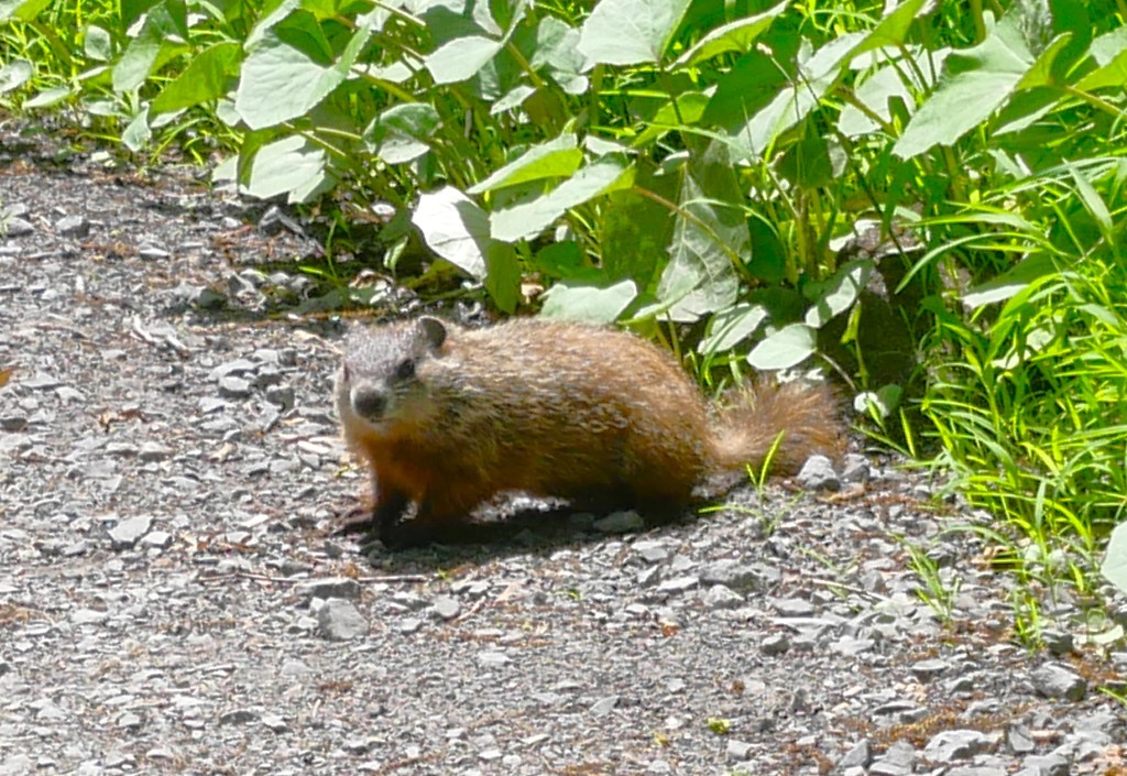 Marmotte au Mont-Royal Montréal