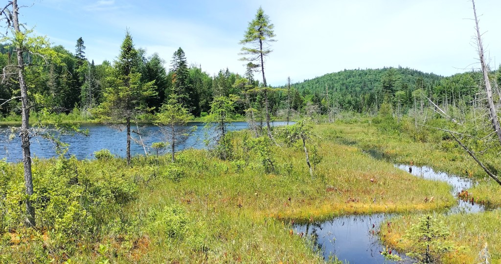 Tourbière secteur Esker parc de la Mauricie Québec