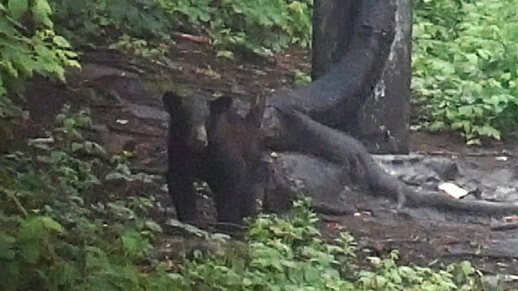 Ours lac Saint-Jean Québec