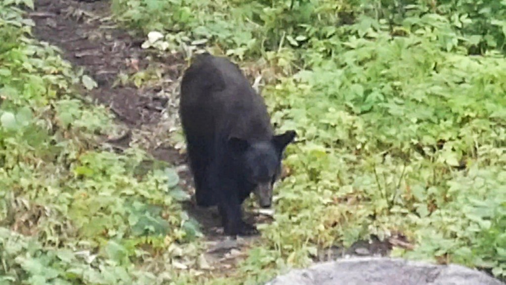 Ours lac Saint-Jean Québec
