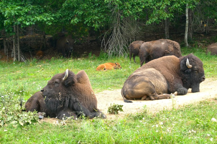 Bisons parc Oméga Québec