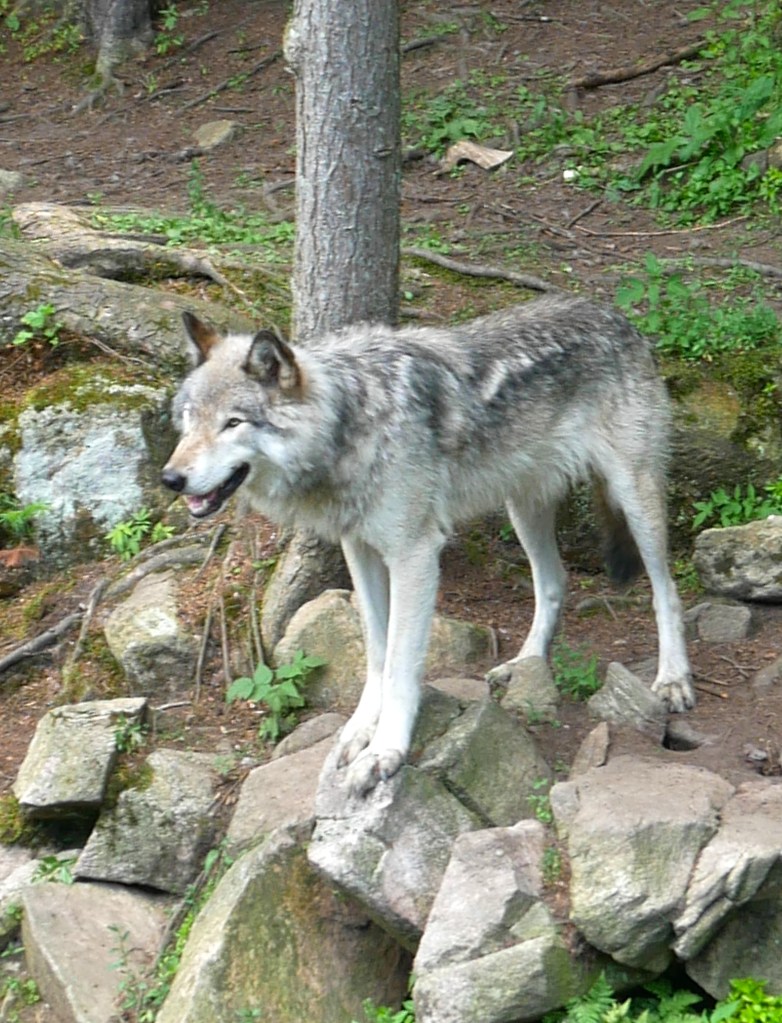 Loup parc Oméga Québec