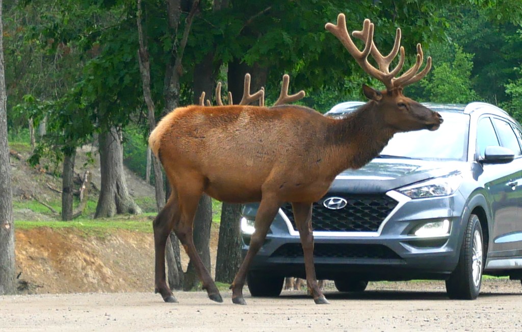 Wapiti devant une voiture au parc Oméga Québec
