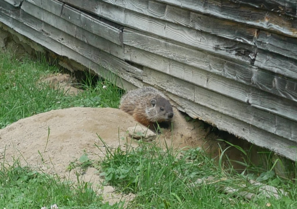 Marmotte village historique de Val-Jalbert lac Saint-Jean Québec