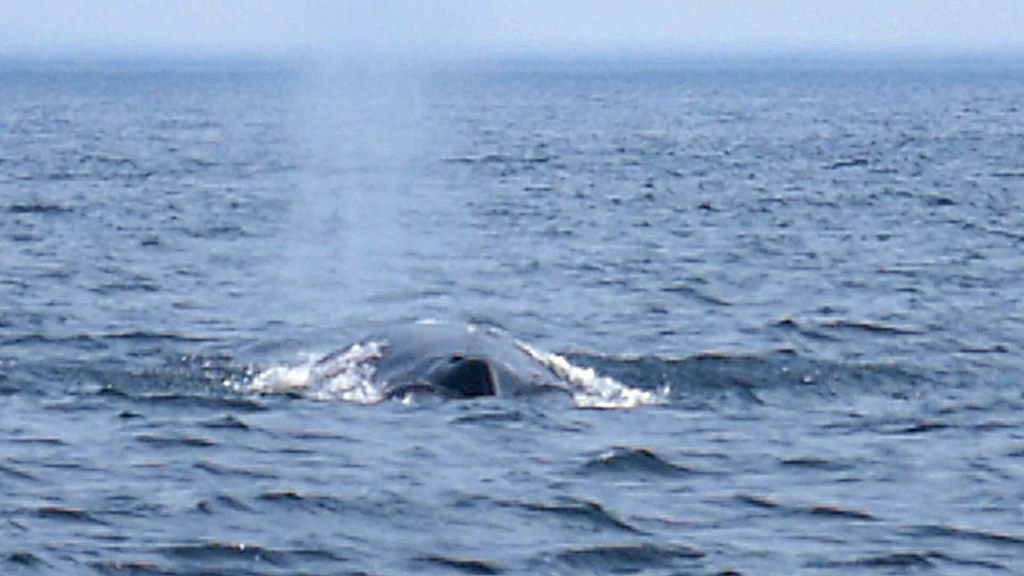 Baleine Tadoussac Québec