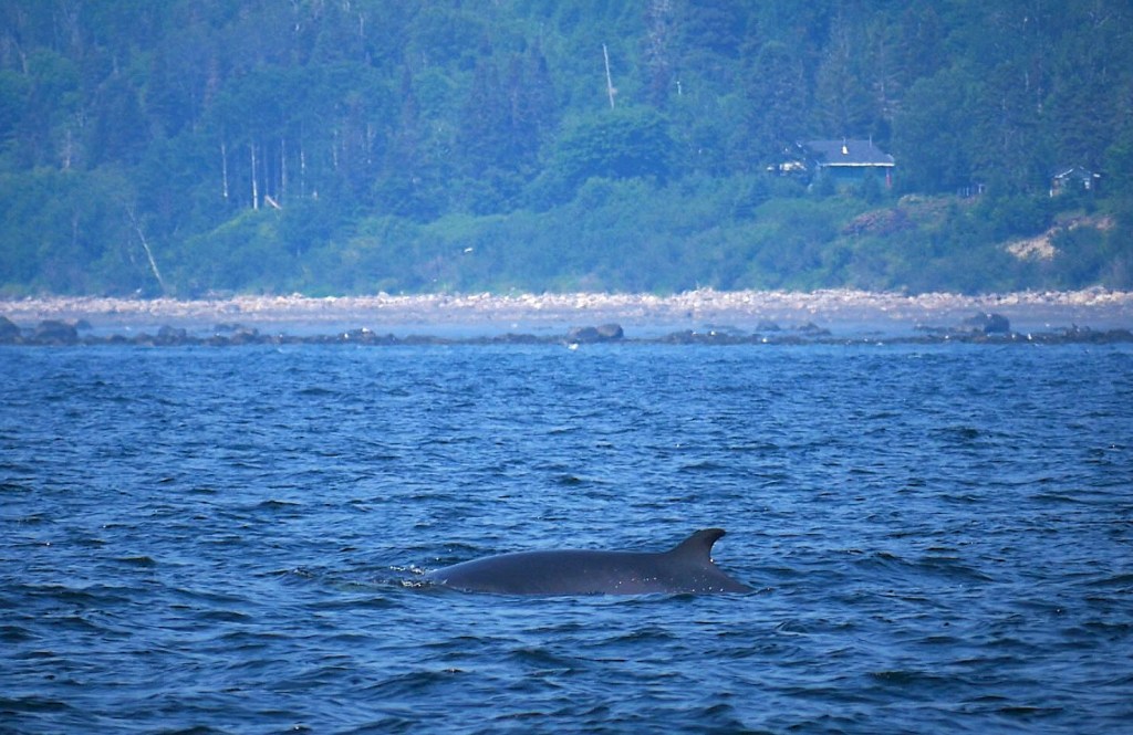 Baleine Tadoussac Québec