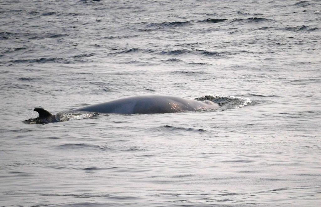Baleine pointe de l’Islet Tadoussac Québec