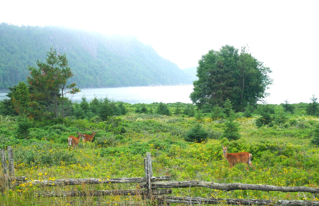Biches parc national du Bic