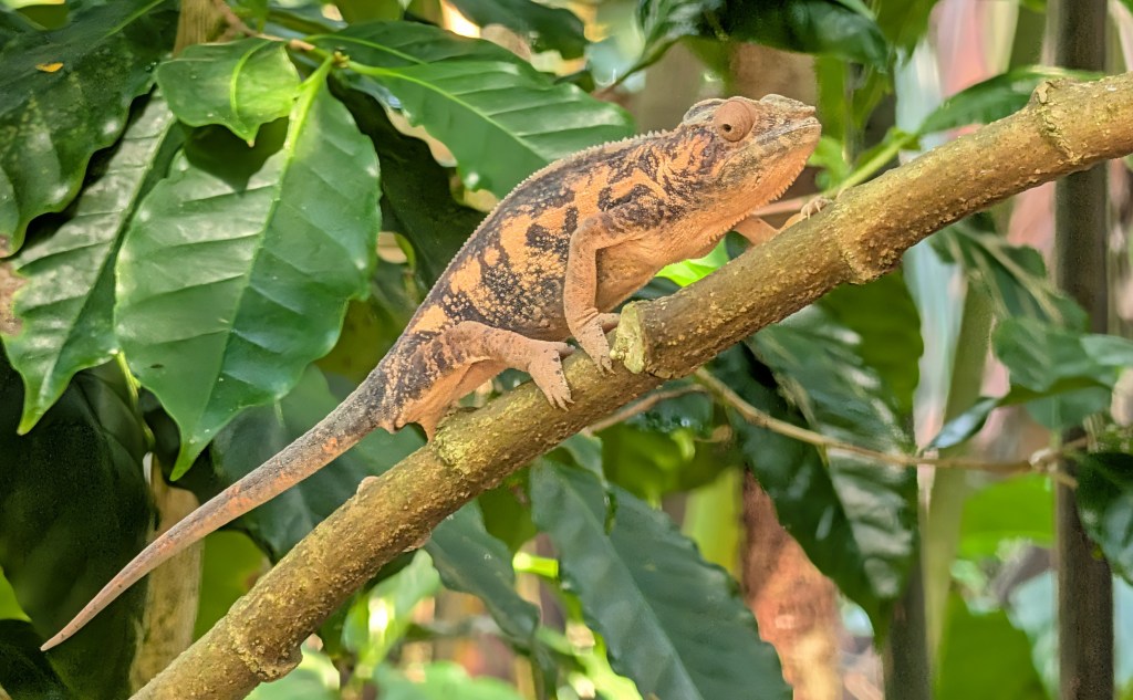Caméléon Masoala zoo de Zurich 