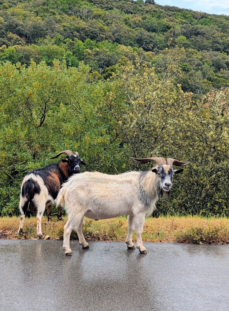 Chèvres route panoramique Gorges de l'Ardèche